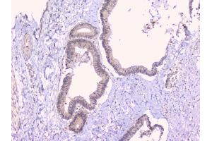 IHC analysis of TNFRSF11B using anti-TNFRSF11B antibody (ABIN7600875).