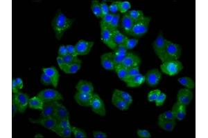 Immunofluorescence staining of HepG2 cells with ABIN7173047 at 1:66, counter-stained with DAPI.