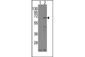 Image no. 1 for anti-Nuclear Receptor Subfamily 4, Group A, Member 1 (NR4A1) (Ser351) antibody (ABIN358810) (NR4A1 anticorps  (Ser351))