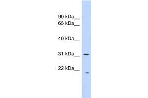 WB Suggested Anti-CAPNS1 Antibody Titration: 0. (Calpain S1 anticorps  (Middle Region))