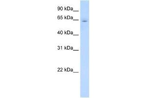 CYP2E1 antibody used at 1 ug/ml to detect target protein. (CYP2E1 anticorps  (C-Term))