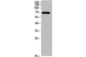 Western blot analysis of MCF7 SW480 MOUSE-LIVER mouse-lung MOUSE-KIDNEY lysate, antibody was diluted at 500. (IL16 anticorps  (AA 900-960))