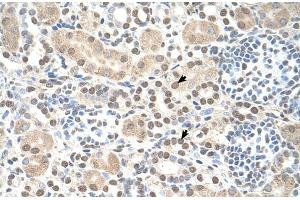 Human kidney (ST8SIA2 anticorps  (C-Term))