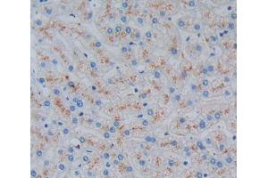 IHC-P analysis of liver tissue, with DAB staining. (Ladinin 1 anticorps  (AA 1-192))
