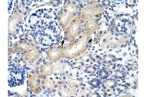 ZFP57 antibody was used for immunohistochemistry at a concentration of 4-8 ug/ml to stain Epithelial cells of renal tubule (arrows) in Human Kidney. (ZFP57 anticorps  (N-Term))