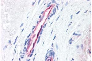 Human Placenta, Vessels (formalin-fixed, paraffin-embedded) stained with F2R antibody ABIN337370 at 10 ug/ml followed by biotinylated anti-mouse IgG secondary antibody ABIN481714, alkaline phosphatase-streptavidin and chromogen. (PAR1 anticorps  (N-Term))