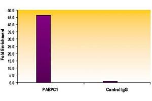 Chromatin IP analysis of Histone H3 acetyl Lys56 antibody. (Histone 3 anticorps  (H3K56ac))