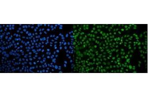 IF analysis of PPIL3 using anti-PPIL3 antibody (ABIN7599018). (PPIL3 anticorps  (AA 1-161))