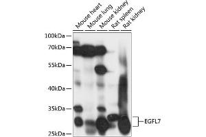 Western blot analysis of extracts of various cell lines, using EGFL7 antibody (ABIN7266907) at 1:1000 dilution. (EGFL7 anticorps  (AA 24-100))