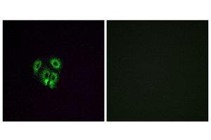Immunofluorescence (IF) image for anti-Olfactory Receptor, Family 4, Subfamily F, Member 4 (OR4F4) (C-Term) antibody (ABIN1853248) (OR4F4 anticorps  (C-Term))
