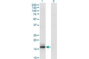 Western Blot analysis of AGR2 expression in transfected 293T cell line by AGR2 monoclonal antibody (M02), clone 3G1. (AGR2 anticorps  (AA 1-175))