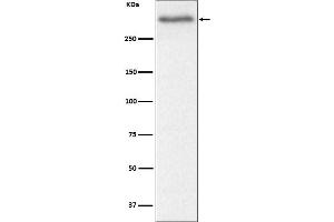 Western blot analysis of Versican expression in Mouse heart cell lysate.