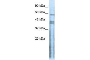 WB Suggested Anti-CHRND Antibody Titration:  0. (CHRND anticorps  (N-Term))