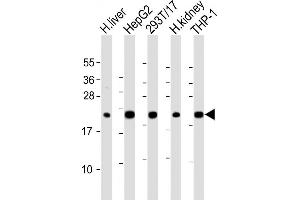 All lanes : Anti-GPX1 Antibody (C-term) at 1:2000 dilution Lane 1: human liver lysate Lane 2: HepG2 whole cell lysate Lane 3: 293T/17 whole cell lysate Lane 4: human kidney lysate Lane 5: THP-1 whole cell lysate Lysates/proteins at 20 μg per lane.