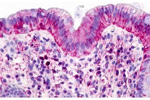 Image no. 1 for anti-G Protein-Coupled Receptor 160 (GPR160) (Transmembrane Domain) antibody (ABIN1048745)