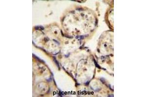 TBB1 Antibody (N-term) immunohistochemistry analysis in formalin fixed and paraffin embedded human placenta tissue followed by peroxidase conjugation of the secondary antibody and DAB staining.