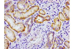 Immunohistochemistry of paraffin-embedded human kidney tissue using ABIN7148679 at dilution of 1:100 (CRTC2 anticorps  (AA 180-372))