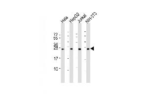Lane 1: HeLa Cell lysates, Lane 2: HepG2 Cell lysates, Lane 3: Jurkat Cell lysates, Lane 4: NIH-3T3 Cell lysates, probed with RAB5B (1615CT668. (RAB5B anticorps)