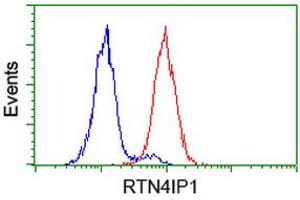 Image no. 2 for anti-Reticulon 4 Interacting Protein 1 (RTN4IP1) antibody (ABIN1500771) (RTN4IP1 anticorps)