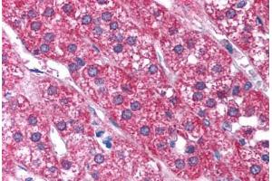 Human Adrenal (formalin-fixed, paraffin-embedded) stained with P2RX2 antibody ABIN214799 at 2.