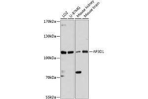 Western blot analysis of extracts of various cell lines, using D1 antibody (ABIN6131188, ABIN6136969, ABIN6136970 and ABIN6216905) at 1:3000 dilution. (AP3D1 anticorps  (AA 520-700))