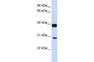 WB Suggested Anti-FLT3LG Antibody Titration:  0. (FLT3LG anticorps  (N-Term))