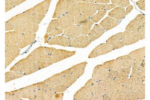 ABIN6258893 and ABIN6275754 at 1/100 staining Mouse muscle tissue by IHC-P. (GNE anticorps  (C-Term))