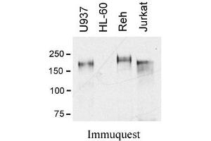 Image no. 1 for anti-C-Mer Proto-Oncogene Tyrosine Kinase (MERTK) (Extracellular Domain) antibody (ABIN1169695) (MERTK anticorps  (Extracellular Domain))
