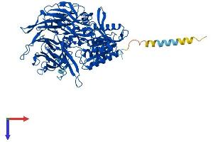 AlphaFold protein structure predicition of Human Recombinant DPP4 Protein, UniprotID P27487