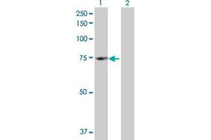 Western Blot analysis of ENOX1 expression in transfected 293T cell line by ENOX1 MaxPab polyclonal antibody. (ENOX1 anticorps  (AA 1-643))