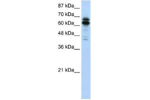 SYNCRIP antibody used at 1. (SYNCRIP anticorps  (N-Term))