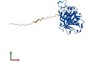 AlphaFold protein structure predicition of Human Recombinant CA8 Protein, UniprotID P35219