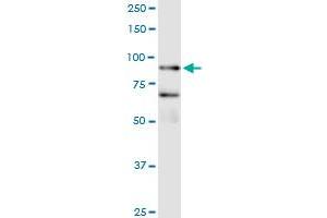 Immunoprecipitation of FBXO40 transfected lysate using anti-FBXO40 MaxPab rabbit polyclonal antibody and Protein A Magnetic Bead , and immunoblotted with FBXO40 purified MaxPab mouse polyclonal antibody (B01P) .