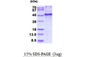 SDS-PAGE (SDS) image for Ciliary Neurotrophic Factor Receptor (CNTFR) (AA 23-342) protein (His tag) (ABIN5854135)