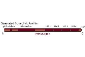Image no. 3 for anti-Paxillin (PXN) (AA 1-557) antibody (ABIN968067) (Paxillin anticorps  (AA 1-557))