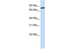 Western Blotting (WB) image for anti-Aconitase 2, Mitochondrial (ACO2) antibody (ABIN2459965) (ACO2 anticorps)