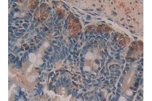DAB staining on IHC-P; Samples: Mouse Small intestine Tissue (NUCB2 anticorps  (AA 26-106))