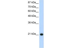 Western Blotting (WB) image for anti-Ribosomal Protein L9 (RPL9) antibody (ABIN2462051) (RPL9 anticorps)