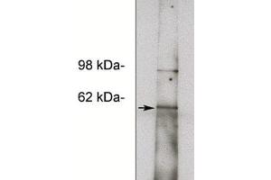 Western blot of HepG2 cell lysate (11 µg/lane) using X1856P (10  µg/ml). (NOTUM anticorps)
