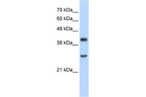 Western Blotting (WB) image for anti-Cytosolic Iron-Sulfur Protein Assembly 1 (CIAO1) antibody (ABIN2460941) (CIAO1 anticorps)