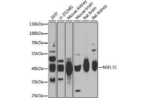 Western blot analysis of extracts of various cell lines, using NSFL1C antibody (ABIN6131003, ABIN6144873, ABIN6144874 and ABIN6222382) at 1:1000 dilution. (NSFL1C anticorps  (AA 1-185))