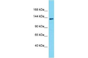 Western Blotting (WB) image for anti-Integrator Complex Subunit 2 (INTS2) (N-Term) antibody (ABIN2791590)