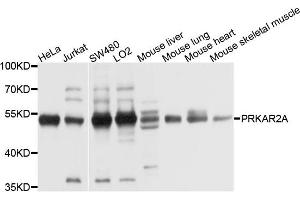 Western blot analysis of extracts of HepG2 cell and Hela cell line, using PRKAR2A antibody. (PRKAR2A anticorps)