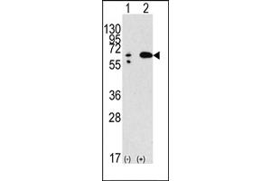 Western blot analysis of anti-hBECN1- Pab (ABIN388546 and ABIN2849692) in 293 cell line lysates transiently transfected with the BECN1 gene (2 μg/lane). (Beclin 1 anticorps  (AA 210-239))