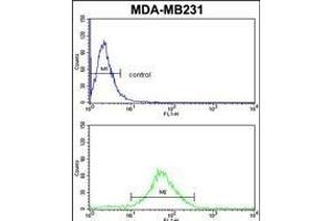 FMO3 Antibody (N-term) (ABIN390888 and ABIN2841098) flow cytometric analysis of MDA-M cells (bottom histogram) compared to a negative control cell (top histogram). (FMO3 anticorps  (N-Term))