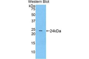 Western Blotting (WB) image for anti-Prostaglandin-Endoperoxide Synthase 1 (Prostaglandin G/H Synthase and Cyclooxygenase) (PTGS1) (AA 407-602) antibody (ABIN1860352) (PTGS1 anticorps  (AA 407-602))