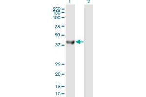Western Blot analysis of SEPT5 expression in transfected 293T cell line by SEPT5 MaxPab polyclonal antibody.