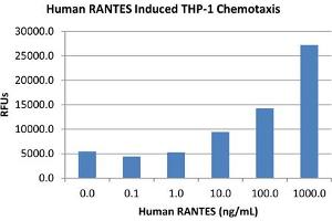 SDS-PAGE of Human RANTES (CCL5) Recombinant Protein Bioactivity of Human RANTES (CCL5) Recombinant Protein. (CCL5 Protéine)