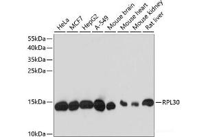 Western blot analysis of extracts of various cell lines using RPL30 Polyclonal Antibody at dilution of 1:3000. (RPL30 anticorps)