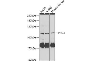 Western blot analysis of extracts of various cell lines, using PHC3 Antibody (ABIN6132485, ABIN6145528, ABIN6145530 and ABIN6222140) at 1:1000 dilution. (PHC3 anticorps  (AA 100-300))